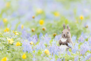 Cute Spring Red Squirrel Wallpaper