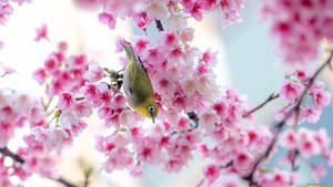 Cute Spring Sakura Bird Wallpaper