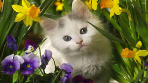 Cute Spring White Cat Wallpaper