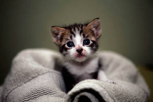 Cute Tiny Kitten Wallpaper