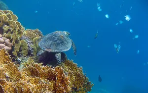 Cute Turtle Meets Fishes Wallpaper