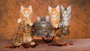 Cute Vintage Four Kittens Wallpaper