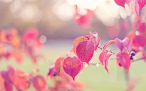 Cute Violet Leaves Wallpaper