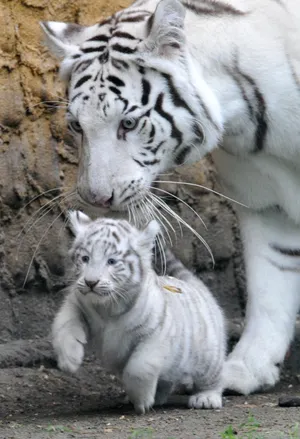 Cute White Baby Tiger Wallpaper