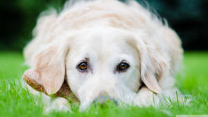 Cute White Kuvasz Dog Eyes Wallpaper