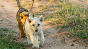 Cute White Lion Cub Wallpaper