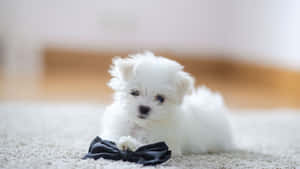 Cute White Puppy Wallpaper