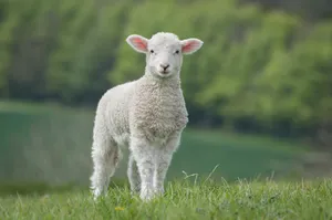 Cute White Sheep Wallpaper