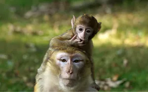 Cute Yellow Monkeys Wallpaper