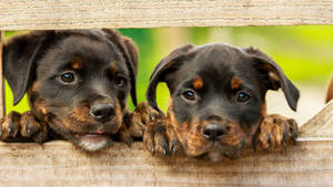 Cutesy Rottweiler Puppies Wallpaper