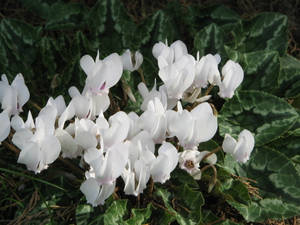 Cyclamen Hederifolium Album Wallpaper