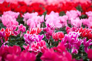 Cyclamen Perennial Garden Wallpaper