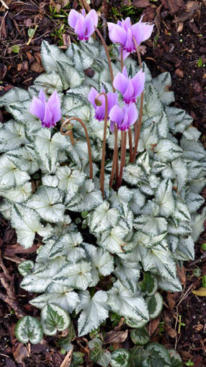 Cyclamen Silver Cloud Wallpaper