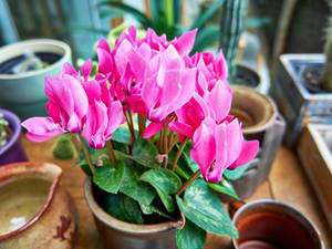 Cyclamen Tuber Flowers Wallpaper