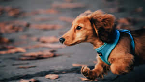 Dachshund Running On Streets Wallpaper