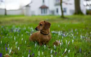 Dachshund Sitting On Grass Wallpaper