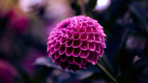 Dahlia Blyton Stella Wallpaper