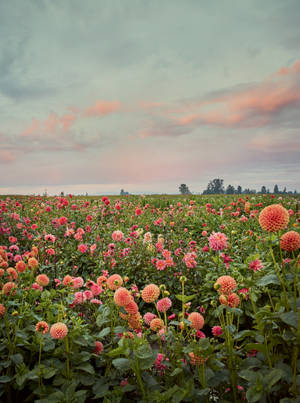 Dahlia Flower Farm Wallpaper