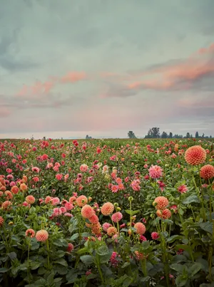 Dahlia Flower Farm Wallpaper