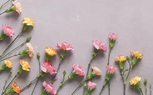 Dainty Carnations Background Wallpaper