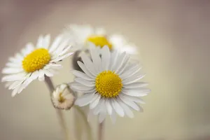 Daisies Laptop Yellow Bud Wallpaper