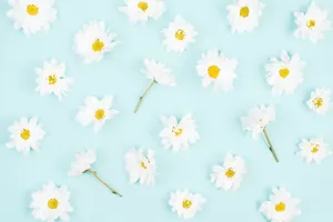 Daisy Aesthetic Light Blue Wallpaper