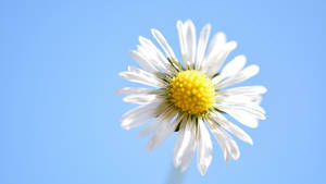 Daisy Flower Against Blue Sky 4k Wallpaper