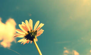 Daisy Flower Vintage Aesthetic Pc Wallpaper