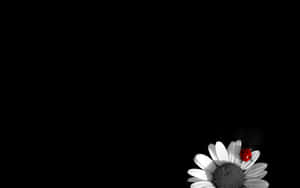 Daisy Flower With Black Center Wallpaper