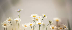 Daisy Flowers In Faint Filter 4k Wallpaper