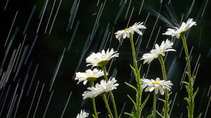 Daisy Flowers In The Rain Wallpaper