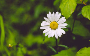 Daisy Plant 4k Wallpaper