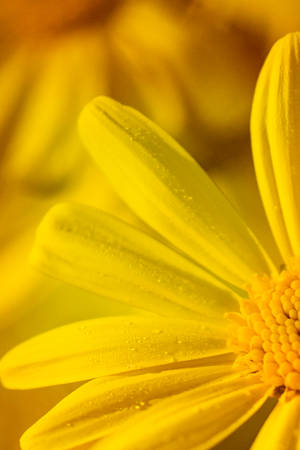 Daisy Yellow Hd Iphone Wallpaper