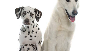 Dalmatian And White Shepherd Dog Wallpaper