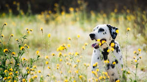 Dalmatian Dog And Wildflowers Wallpaper