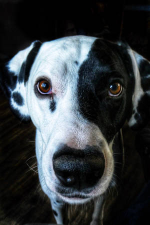 Dalmatian Dog Close-up Wallpaper