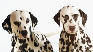 Dalmatian Dog Couple Wallpaper