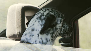 Dalmatian Dog In A Car Wallpaper