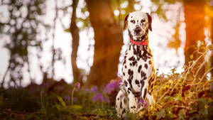 Dalmatian Dog In Magical Forest Wallpaper