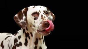 Dalmatian Dog Licking Wallpaper