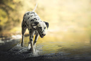 Dalmatian Dog Photo Shot Wallpaper