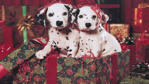 Dalmatian Dogs In Christmas Gift Box Wallpaper