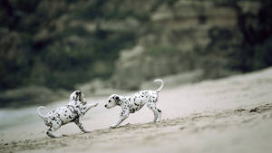 Dalmatian Puppies Playing Wallpaper
