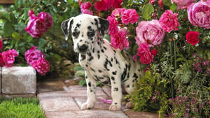 Dalmatian Puppy Among Pink Roses Wallpaper