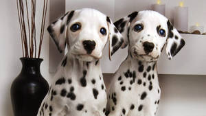 Dalmatian Twin Dogs Wallpaper