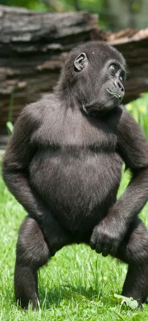 Dancing Infant Gorilla Iphone Wallpaper
