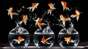Dancing Ryukin Goldfishes Wallpaper