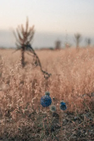 Dandelion Blue Flowers Phone Wallpaper