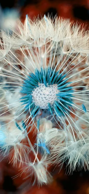Dandelion Flower Oppo A5s Wallpaper