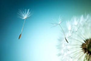 Dandelion Flying White Seed Head Flowers Wallpaper